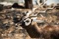 Impala eating meadow in the zoo Royalty Free Stock Photo