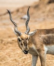 Impala eating meadow in the zoo Royalty Free Stock Photo