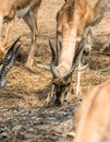 Impala eating meadow in the zoo Royalty Free Stock Photo