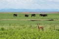 Impala with elephants