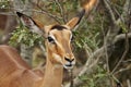 Impala ewe on alert in bushveld Royalty Free Stock Photo