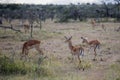 Impala ewe