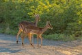 Impala ewe with male calf at surise Royalty Free Stock Photo