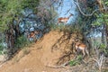 Impala ewes and calves on an antheap Royalty Free Stock Photo