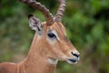 Impala Ram close up profile Royalty Free Stock Photo