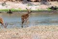 Impala facing the Galana River Royalty Free Stock Photo