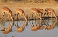 Impala - Family Portrait and Reflection Royalty Free Stock Photo