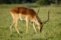 Impala feeding Royalty Free Stock Photo