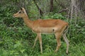 Impala female in the bush