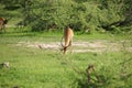 Impala female in the bush