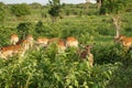 Impala female in the bush