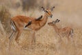 Impala female with her newborn calf in Kruger National Park