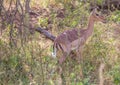 Impala female at the Kruger National Park
