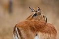 Impala female with red billed oxpecker on her head in Kruger National Park