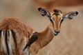 Impala female with red billed oxpecker in Kruger National Park