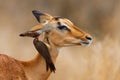 Impala female with red billed oxpecker on her head in Kruger National Park