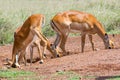 Impala Females At Salt Lick