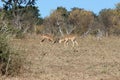 Impala fighting/playing Royalty Free Stock Photo