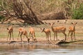 Impala gazelle Royalty Free Stock Photo