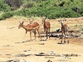 Impala gazelle Royalty Free Stock Photo