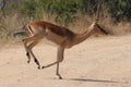 Impala gazelle crosses dirt road on one hoof