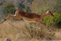 Impala gazelle leaps as though airborne