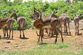 Impala gazelle Royalty Free Stock Photo