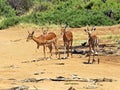 Impala gazelle Royalty Free Stock Photo