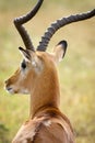 Impala goat
