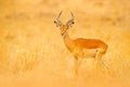 Impala in golden grass. Beautiful impala in the grass with evening sun. Animal in the nature habitat. Sunset in Africa wildlife.