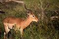 Impala grazing freely on the African savannah where it enjoys the African wildlife Royalty Free Stock Photo