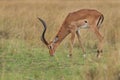 Impala grazing at Masai Mara Royalty Free Stock Photo