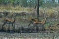 Impala Group, Aepyceros melampus, Gorongosa National Park, Mozambique