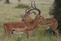 Impala Group Impalas Antelope Portrait Africa Safari