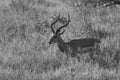 Impala Group Impalas Antelope Portrait Africa Safari