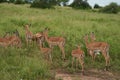 Impala Group Impalas Antelope Portrait Africa Safari