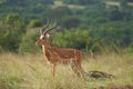 Impala Group Impalas Antelope Portrait Africa Safari