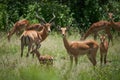 Impala Group Impalas Antelope Portrait Africa Safari