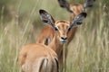 Impala Group Impalas Antelope Portrait Africa Safari