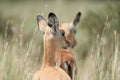 Impala Group Impalas Antelope Portrait Africa Safari