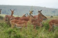 Impala Group Impalas Antelope Portrait Africa Safari