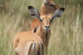 Impala Group Impalas Antelope Portrait Africa Safari