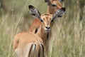 Impala Group Impalas Antelope Portrait Africa Safari