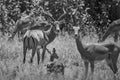 Impala Group Impalas Antelope Portrait Africa Safari