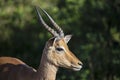 Impala head, one of the African antelopes of the African savannah of South Africa