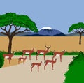 Impala herd