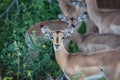 Impala herd in the African bush.