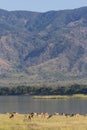 Impala herd on the banks of a River