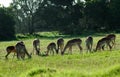 Impala herd grazing