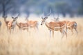 impala herd grazing in open savanna